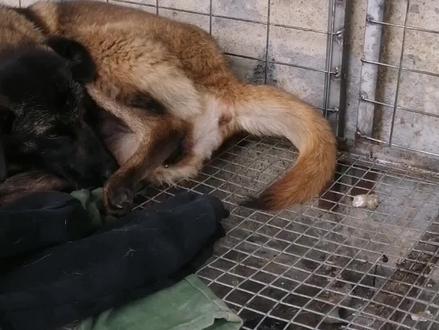 老婆生孩子我还不敢看,我居然看完狗狗生宝宝过程,它会吃了自己的胎盘和狗狗脐带,狗狗第一次当母亲估计没经验#小狗崽 #狗狗怀孕 #母亲节 #现场实拍