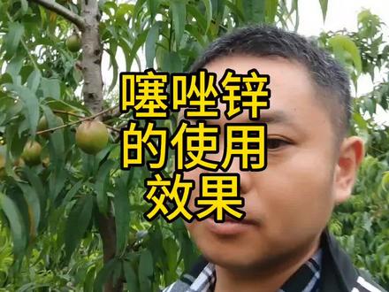 噻唑锌在桃树细菌性穿孔病上的作用