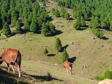 容县天堂山国家森林公园“六五顶那拉提景区”未开发自然景点,禁止火种、越野摩托车进入#网红打卡地 #大山深处自然美山清水秀好风光 #容县dou是好风光 #容州在线