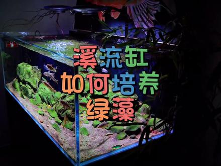 原生溪流缸如何培养绿藻,我简短的说一下个人的拙见,各位鱼友有什么好的方法不妨打在评论区,大家一起共同交流学习。#清水绿苔 #溪流缸 #绿藻缸 #鱼缸造景
