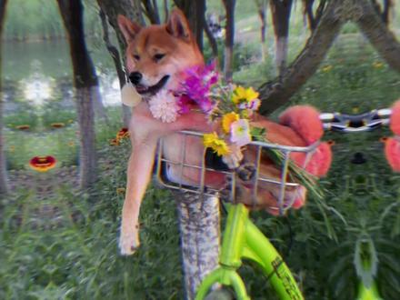 我就要做你的狗#哮天犬 #怀旧经典影视 #搞笑影视片段 #看完不笑算我输