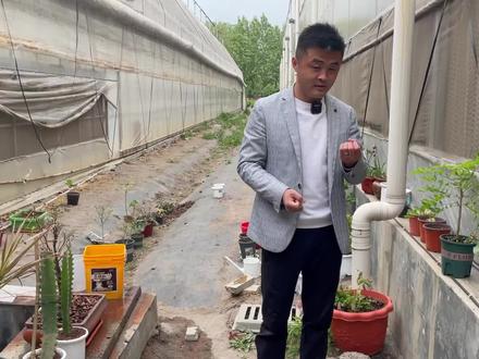 今天不种花改种蒜?石蒜种球怎么种植和养护?老花医寄养实录#养花 #园艺 #老花医 #盆栽 #花卉绿植