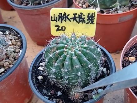 仙人球好能生,明年可以实现仙人球彩草自由了 #仙人球 #花卉绿植 #种花 #绯花玉 #养花人的乐趣