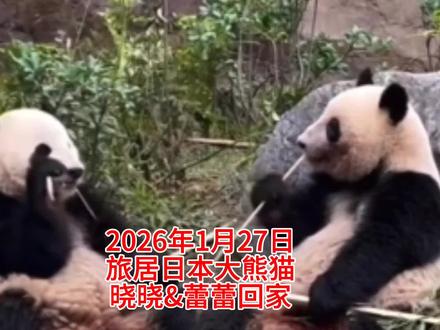 2026年1月27日,旅居日本东京上野动物园的大熊猫“晓晓”和“蕾蕾”启程离开回国,它们回国后将是1972年中日邦交正常化大熊猫首次来到日本以外,日本国内第一次迎来熊猫“空窗期”,日本进入了无大熊猫时代。欢迎宝贝回家。#大熊猫晓晓#大熊猫蕾蕾#大熊猫比力#大熊猫仙女#大熊猫香香