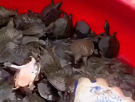 甲鱼长速慢、肠炎多,关键在于溶氧#原生态养殖 #甲鱼养殖 #甲鱼苗 #高密度养殖 #特种养殖