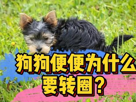 开放式问题,评论区留言,说说你认为的狗便便前转圈的原因。