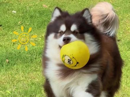 低成本就能让狗狗开心疯! #狗儿要听狗儿歌 #小狗的世界 #快乐小狗 #我的小狗 #小狗日记