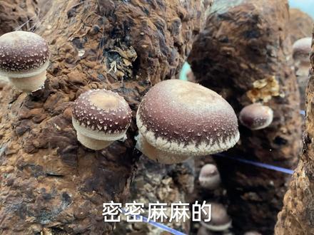 冬季越来越冷了,香菇要想长得快,用这种方法,真的很有效!