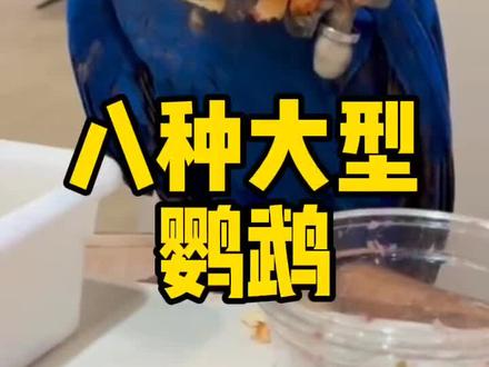 大型鹦鹉的价格
