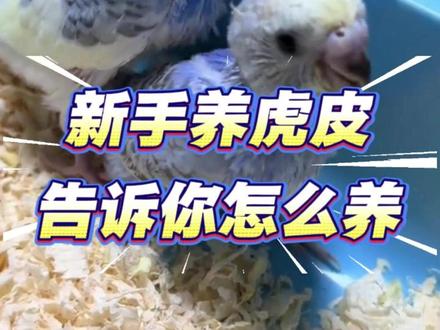 新手养虎皮,告诉你怎么养 #虎皮鹦鹉 #鹦鹉 #鹦鹉鹦鹉萌萌哒逗鹦鹉 #鹦鹉小白 #鹦鹉日常