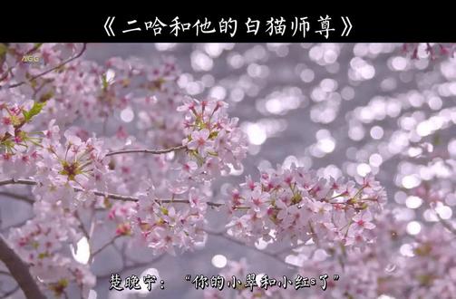“什么?!那可是本座和晚宁的公主和皇子啊!”
#广播剧 #二哈和他的白猫师尊 #燃晚