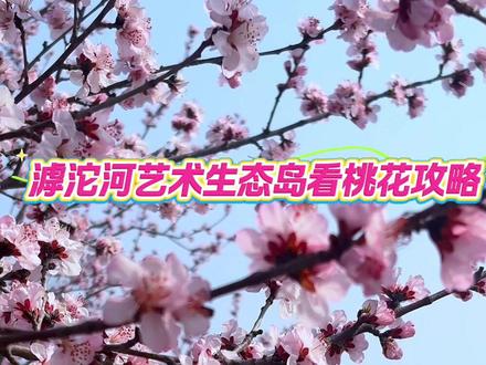3.9号实拍石家庄的桃花岛,滹沱河艺术生态岛看桃花攻略#滹沱河艺术生态岛#镜头里的春日美景#看桃花攻略