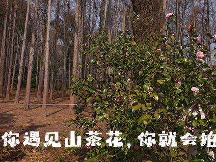 宝宝 乖,咱别等了,先好好爱自己,你等的那个人(场景)或许就不存在,声源@冬泠月 #摄影 #山茶花 #调色 #转场 #文案