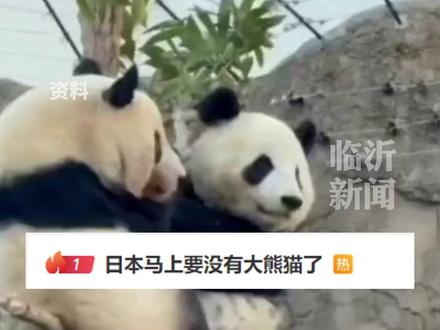 据北京日报11月19日报道,辽宁大学日本研究中心客座教授陈洋表示,如果目前中日紧张局势持续,中方可能不再向日本租赁新的大熊猫,日本将面临全国没有大熊猫的情况。