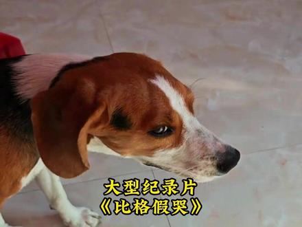 这比格太可爱了(没有想养的意思) #比格犬 #比格 #比格犬受害者联盟 #小狗