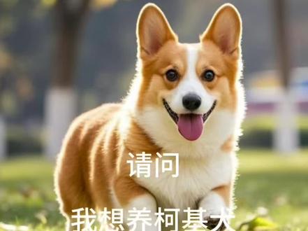养狗劝退之柯基犬 养柯基前建议先虔诚拜三拜#柯基