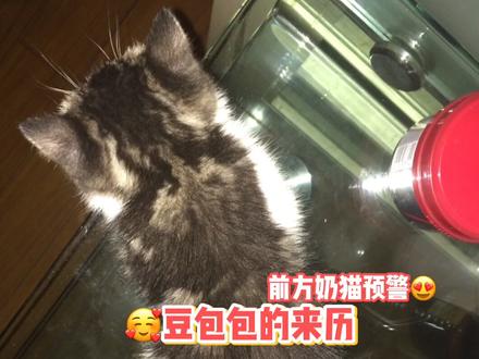 【豆包包的来历】小奶猫来袭~❤