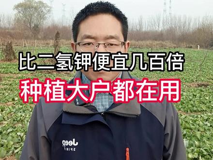 #农业种植 #叶绿素叶面肥 #磷酸二氢钾的使用 #高效叶面肥 #叶面肥水溶肥 比磷酸二氢钾便宜几百倍,效果却是二氢钾的几百倍,种植大户都在用