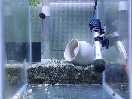 迷你鹦鹉鱼公鱼咬母鱼的肚子,尾巴都咬烂,是什么原因? #迷你鹦鹉 #迷你鹦鹉鱼繁殖 #观赏鱼 #养鱼 #热带鱼