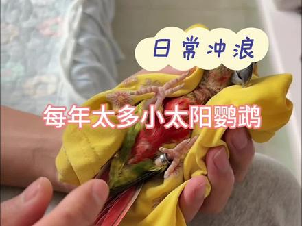 每年都有很多这种情况 新手不建议购买没断奶稳定的!#小太阳鹦鹉 #鹦鹉刀胸