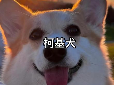 每天带你认识一种狗狗#柯基#萌宠