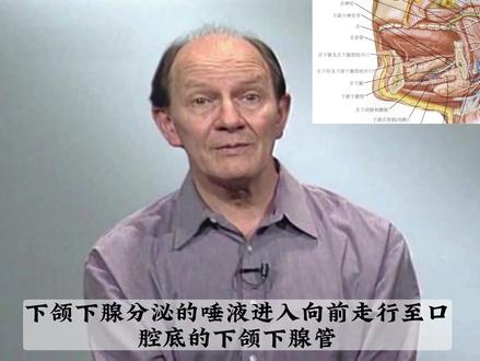 下颌下腺和舌下腺 #解剖学 #医学生 #医生 #下颌下腺 #舌下腺 #中医 #理疗 #康复