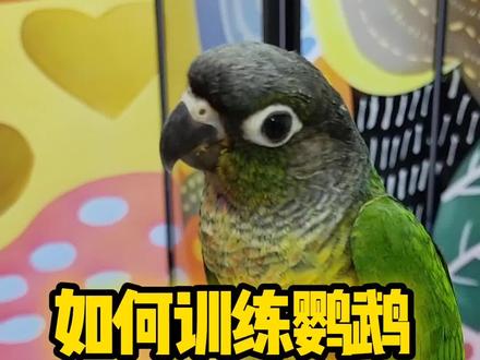 训练鸟宝怎么更亲近你。#养鹦鹉必看 #鹦鹉上手 #鹦鹉训练 #鹦鹉训练教程 #手养鸟训练