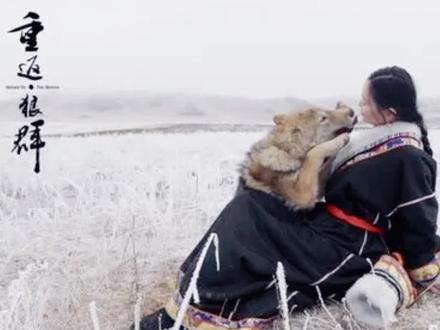 一书多投?《重返狼群》犯了什么错#知识产权 #北京高沃知识产权 #著作权