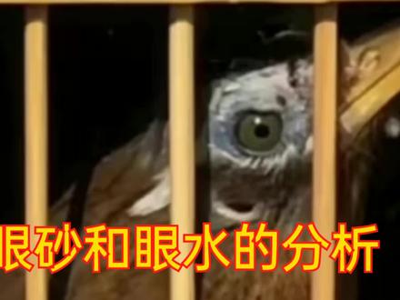 极品打鸟的鉴别和选择