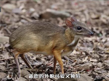 只有巴掌大小的小鼷鹿,体型大小如老鼠,为何游泳后就会死? #小鹿 #科普 #野生动物