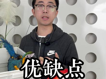 蓝黄金刚优缺点汇总#鹦鹉日常 #手养鹦鹉 #鹦鹉 #金刚鹦鹉 #蓝黄金刚