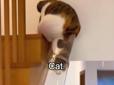 哈基米一败涂地 #养猫 #萌宠 #萌宠出道计划