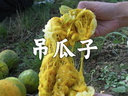 吊瓜子 这次我们将体验从采摘栝楼(瓜蒌)、洗瓜到炒制吊瓜子的全过程。#植物科普 #瓜蒌 #吊瓜子 #抖音知识年终大赏 #2025年度宝藏生物