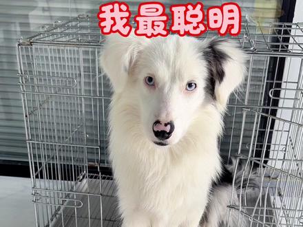 一分钟教会狗狗进笼子!让小狗爱上笼子!
#新手养狗#萌宠出道计划 #训练狗狗 #幼犬 #幼犬训练