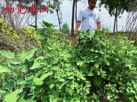 今天才知道,灰灰菜烧成灰作用厉害了,家家户户用得到 #灰灰菜 #植物科普 #生活百科 #草药科普 #生活妙招