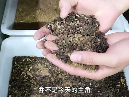 <第1/3集>土鳖虫的秘密,养殖过程大开眼界