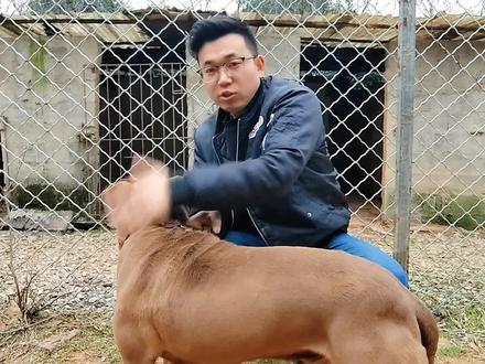 斗犬比特被针扎会咬主人吗,猛犬测试精彩刺激