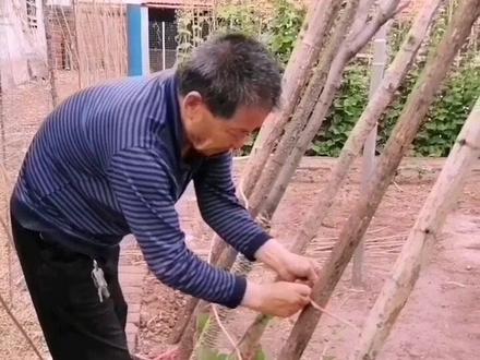 辅助瓠子爬蔓!#我的乡村生活 #农家小菜园 #我的农家小院