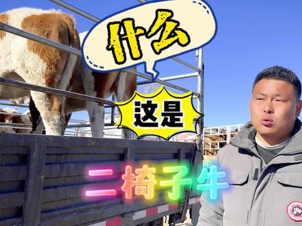 这种牛,千万不能买!#肉牛养殖技术 #繁殖母牛 #西门塔尔 #养牛技术 #肉牛养殖 #西门塔尔母牛 #养牛致富 #西门塔尔小公牛