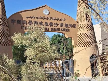 新疆荒漠中可爱的沙拐枣和沙蚺 #亮记生物鉴定