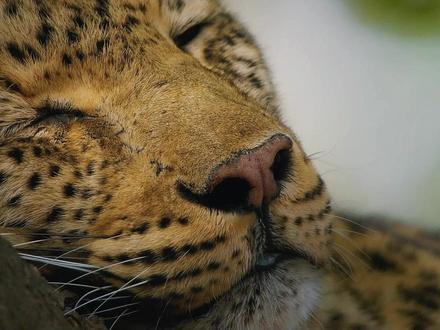 花豹从9米高的树上捕猎羚羊,精准锁喉,一击致命 #花豹 #花豹捕食 #神奇动物 #动物世界