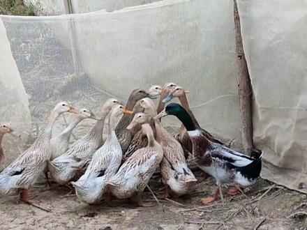 今天发现好多番鸭蛋,还把幽灵鸭也关起来了,心情很好。