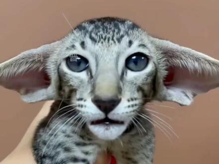 世界上最贵的五种猫…