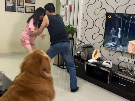 小歪陪嫁狗不是吹的,歪妈家庭地位不是盖的#不养狗不知道养狗的乐趣