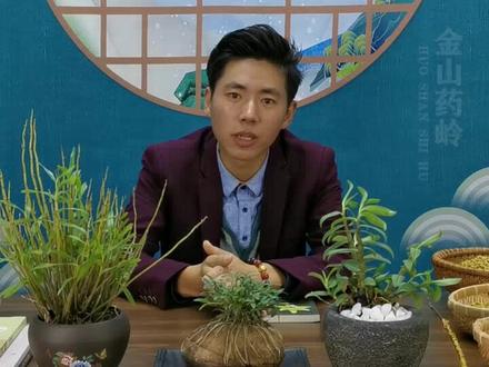 霍山石斛8年从业者(种植加工批销),带你了解人间仙草#霍山石斛 #霍山米斛 @DOU+小助手