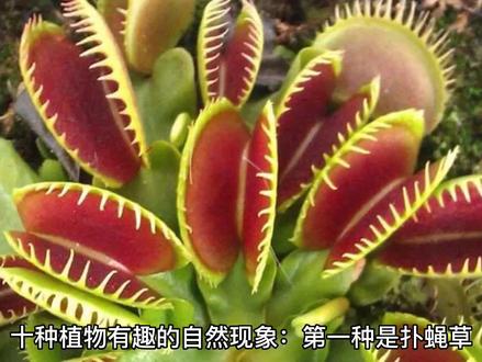 植物各种有趣的自然现象 #植物 #涨知识 #生命的力量