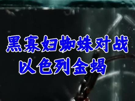 黑寡妇剧毒蜘蛛对战以色列金蝎#动物世界精彩解说 #自然界动物各种奇特捕食画面大全 #动物世界 #野生动物零距离