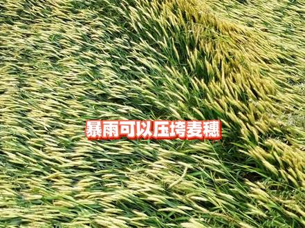 暴雨可以压垮麦穗,但永远压不跨中国人的团结#湖北襄阳 #抢收小麦 #人间温暖 #正能量