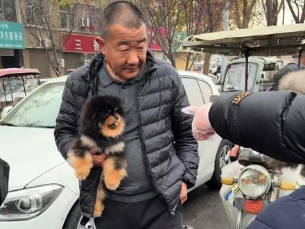 这博美可不常见#博美 #萌宠出道计划 #萌宠推荐官