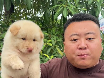好的土松该如何入手。#白土松 #土松 #土松犬